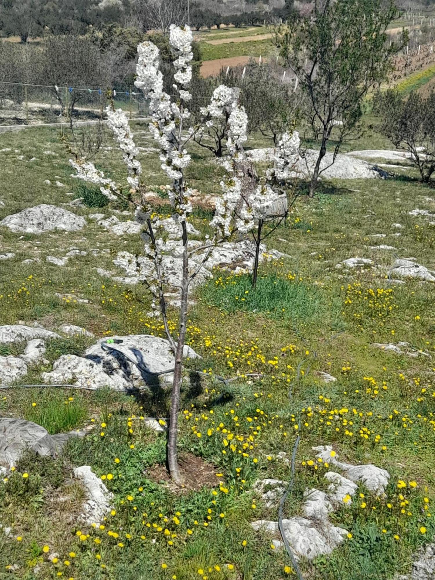 Loren Pirovac Dış mekan fotoğraf